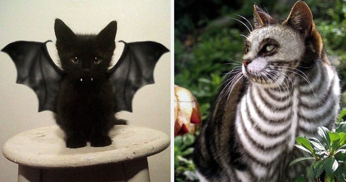 51 Terrifyingly Pawsome Halloween Cat Costumes