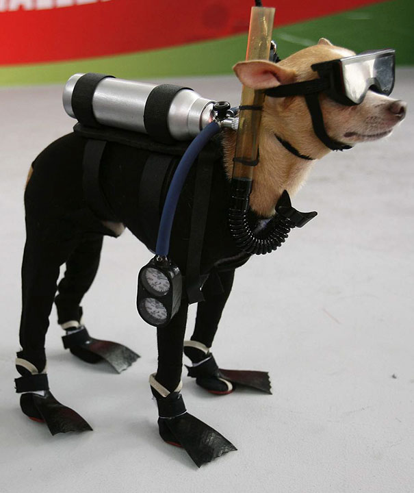 Snorkeling Pup
