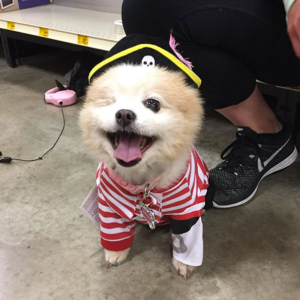 Pirate Dog