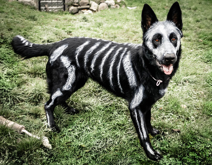 89 Terrifyingly Pawsome Halloween Costumes For Dogs