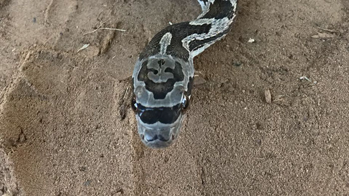 This Hipster Snake Was Born With Sunglasses And A Mustache
