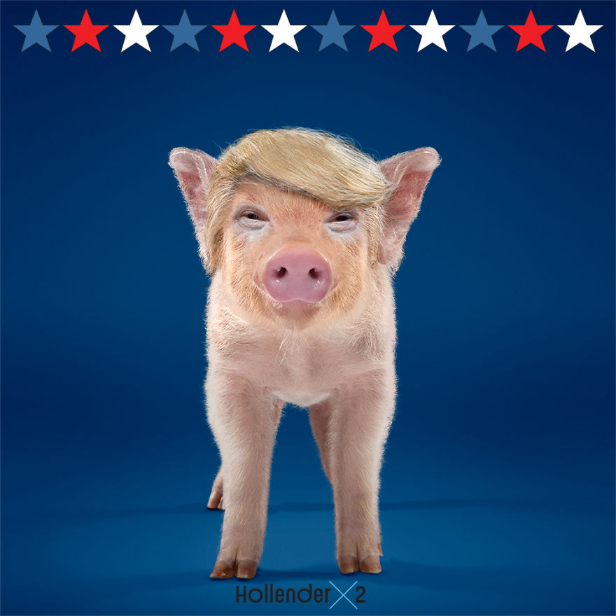 We Photographed A Pig Dressed As Donald Trump