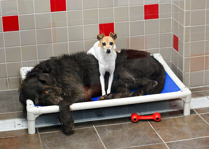 After Losing Their Homes, These Two Dogs Won't Stop Cuddling In The Shelter