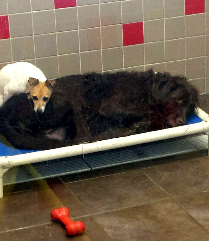 After Losing Their Homes, These Two Dogs Won't Stop Cuddling In The Shelter