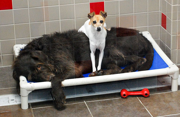 After Losing Their Homes, These Two Dogs Won’t Stop Cuddling In The Shelter