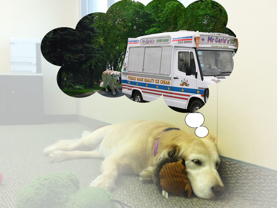 More Of "I Wonder What Our Office Mascot Is Dreaming"