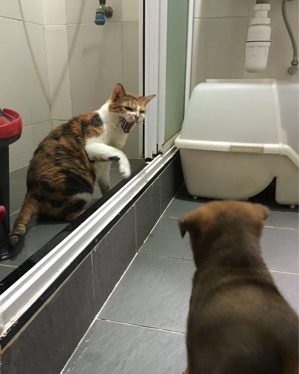“get Out You Fluffy Bastard I'm Using The Toilet!!!"