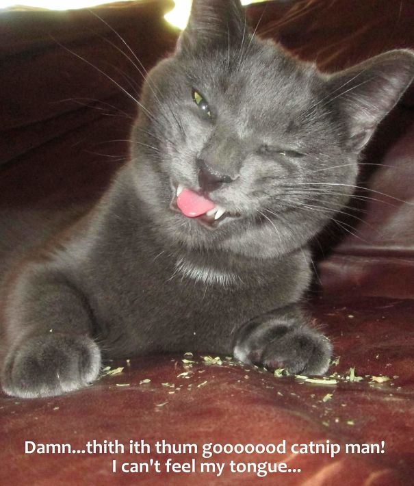 Diesel The Colrado Cat Loves His Herbs Too