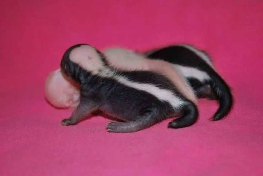 Our Little Cute Gang Of Baby Skunks