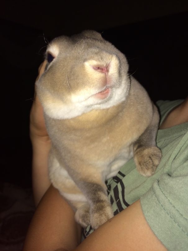 This Is My Beautiful Bunny, Jake.