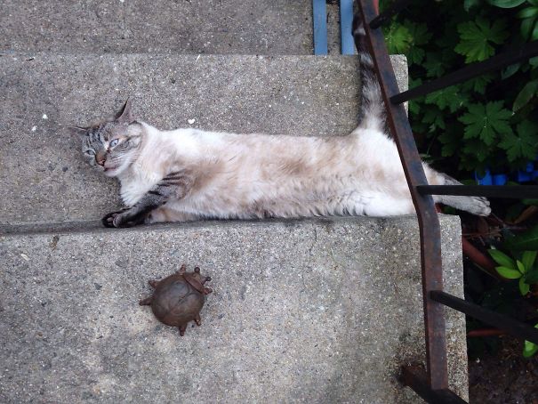 I Am Stair Cat, The Stairs Are Me