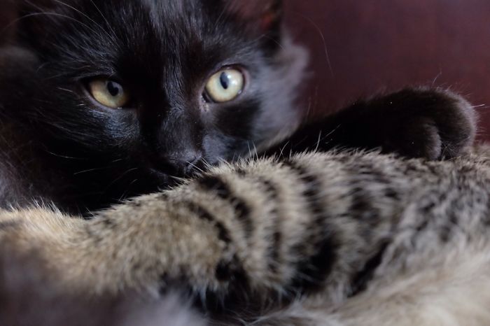 Kitty Photos