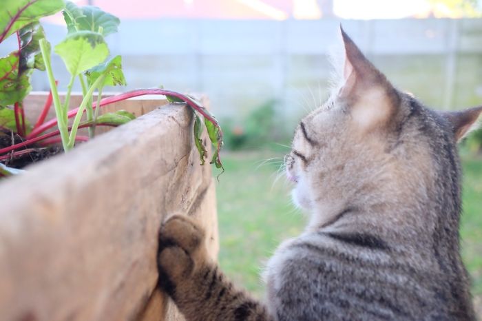 Kitty Photos