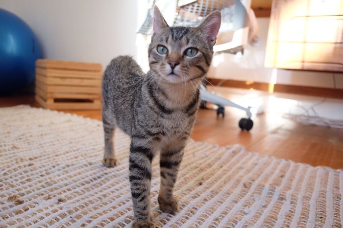 Kitty Photos