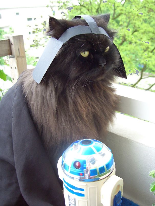 Our Justus Dressed As Darth Vader - May The Feline Be With You!
