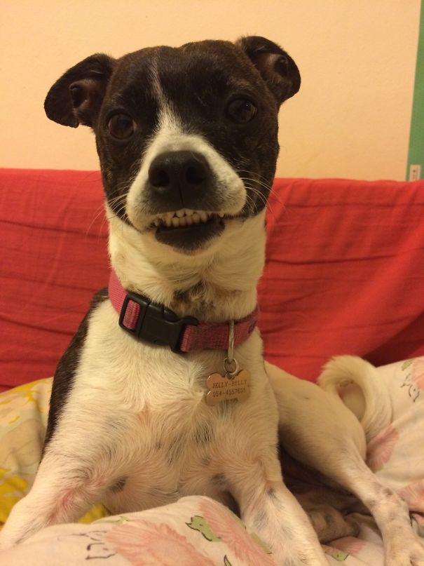Never Say Smile To Your Dog When Taking Their Pic