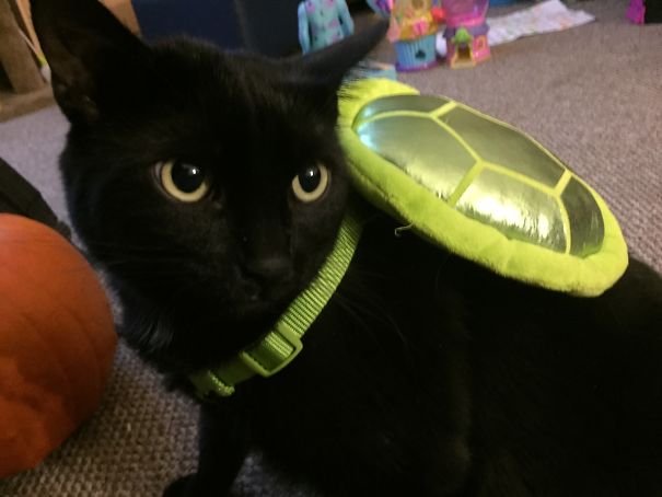Lucky The Unimpressed Turtle