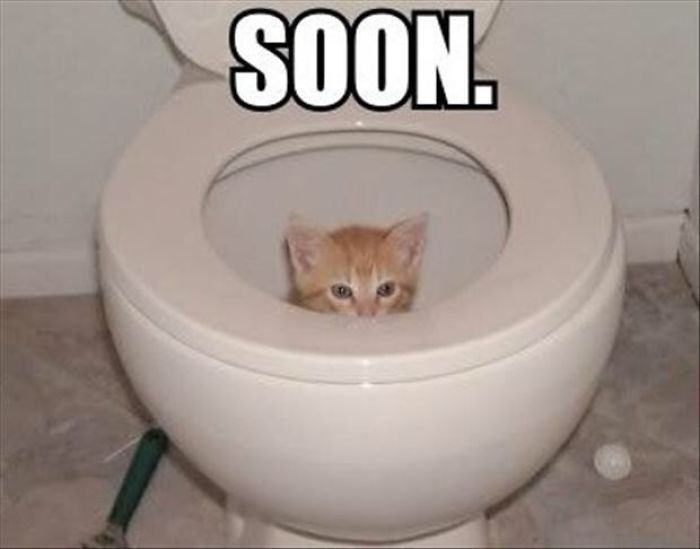 The Cat In The Toilet
