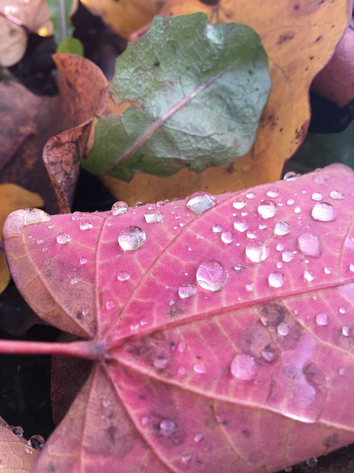 I Photograph Leafs With My Iphone 6 And The Results Are Amazing!