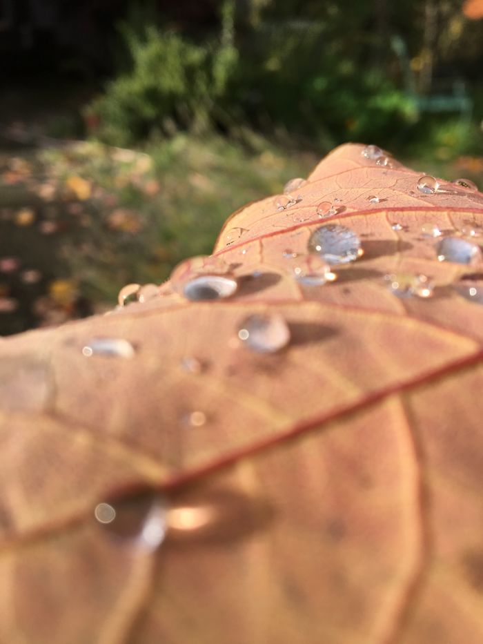 I Photograph Leafs With My Iphone 6 And The Results Are Amazing!