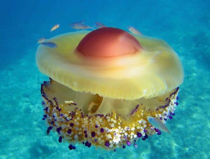 Fried Egg Jellyfish / Méduse Œuf Au Plat