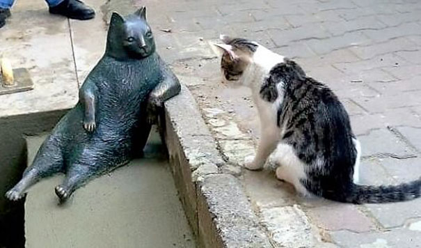 The Most Famous Cat In Istanbul Is Honored With His Own Statue