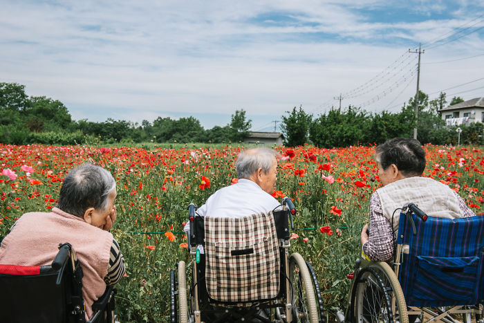 Three elderly people in wheelchairs enjoying a vibrant flower field in a Japan street photography scene.