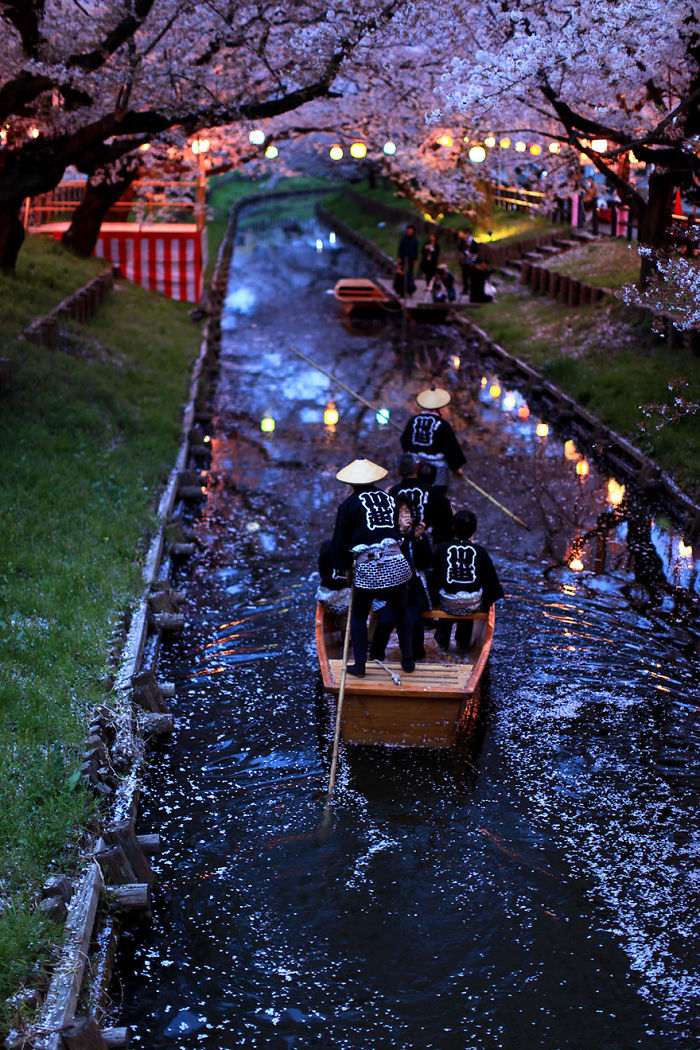 Traditional Japanese boat ride under cherry blossoms at dusk, a captivating Japan street photography scene.
