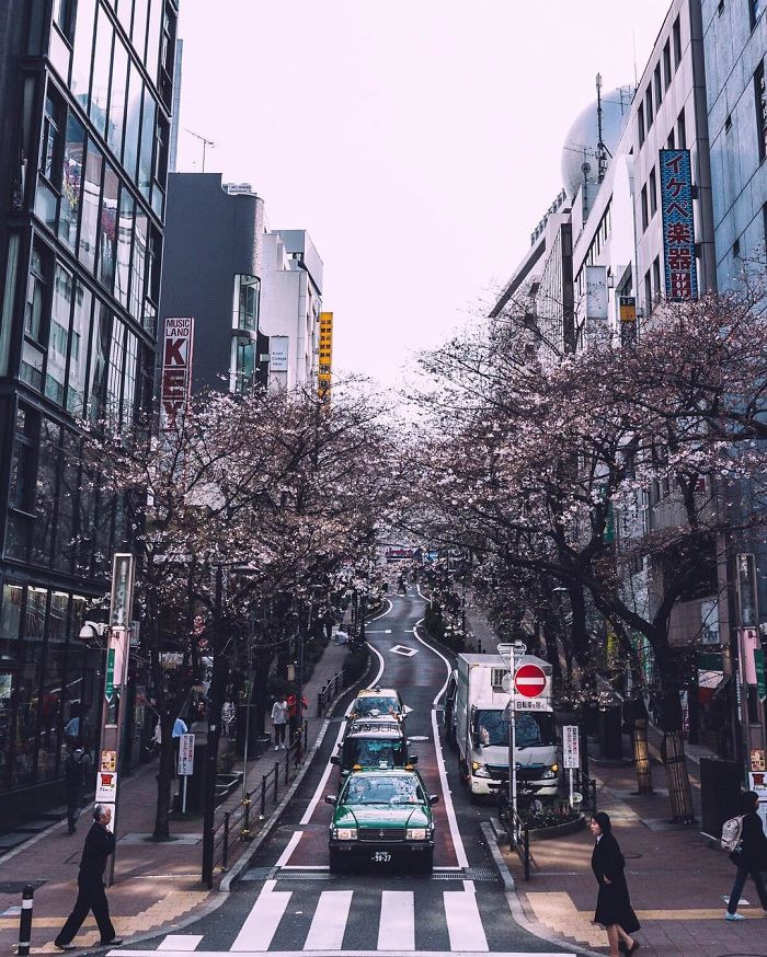 Japan street photography capturing a busy city scene with cherry blossoms lining the street and taxis waiting at a crosswalk