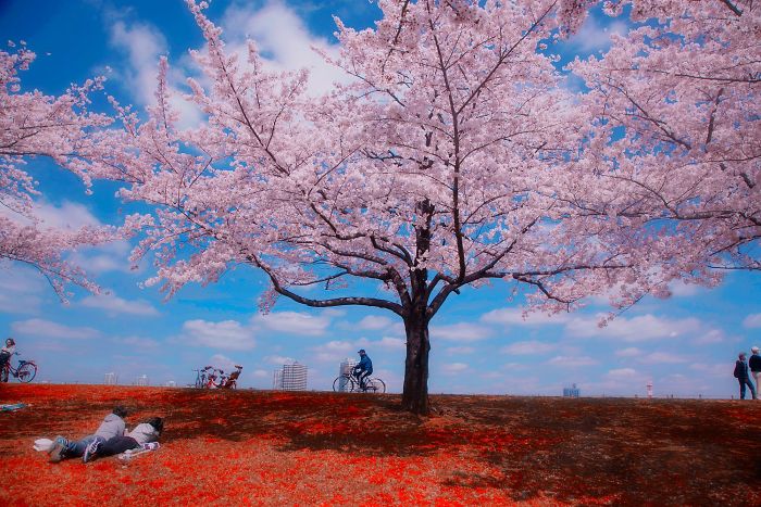 Cherry blossom tree in full bloom with people cycling and relaxing, showcasing Japan street photography scenes.
