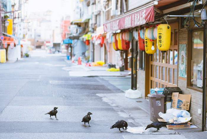 Crowds-free Japan street photography showing crows on an empty urban street with traditional lanterns and shops.