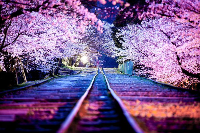 Railway tracks lined with vibrant cherry blossoms, showcasing Japan street photography capturing the land’s rarely seen beauty at night.