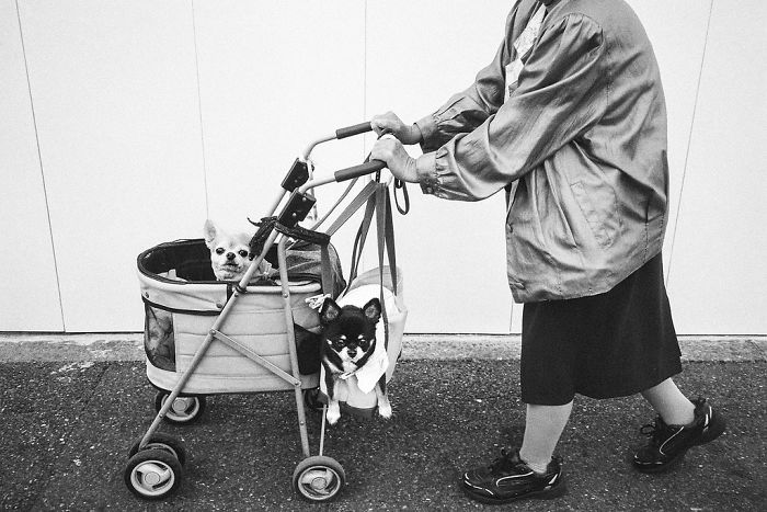 Black and white Japan street photography showing an elderly person pushing two small dogs in a stroller on urban pavement.