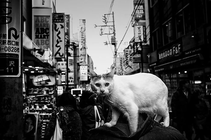 Black and white Japan street photography featuring a cat perched on a person's shoulder in a busy urban setting.