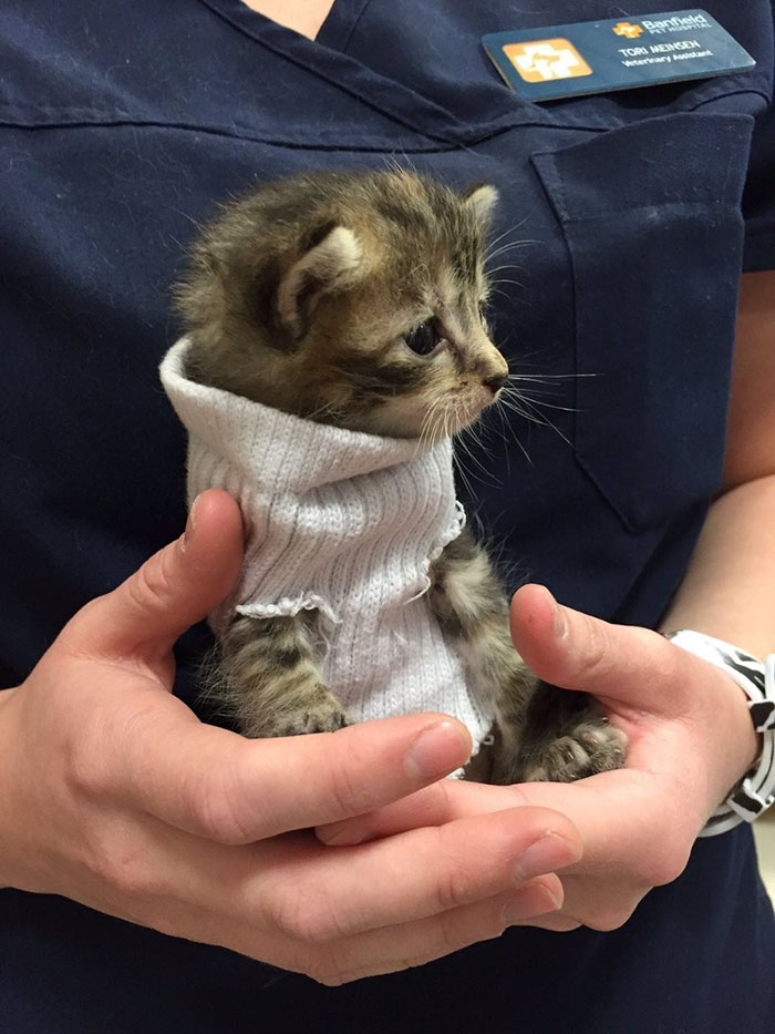 kitten-tube-sock-sweater-hurricane-matthew-1