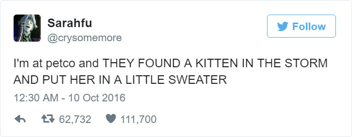 kitten-tube-sock-sweater-hurricane-matthew-3