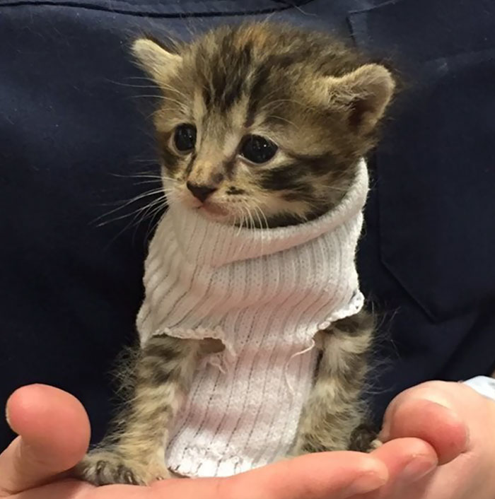 kitten-tube-sock-sweater-hurricane-matthew-4