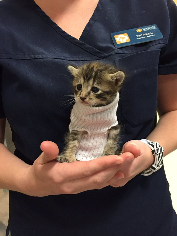 Kitten Rescued From Hurricane Matthew Gets Tiny Sock Sweater And Finds New Home