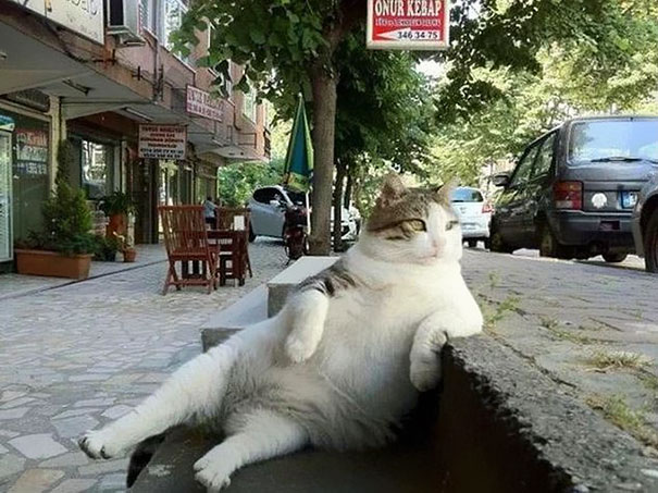 Istanbul's Most Famous Cat Honored With Its Own Statue At Its Favorite Spot