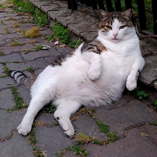 Istanbul's Most Famous Cat Honored With Its Own Statue At Its Favorite Spot