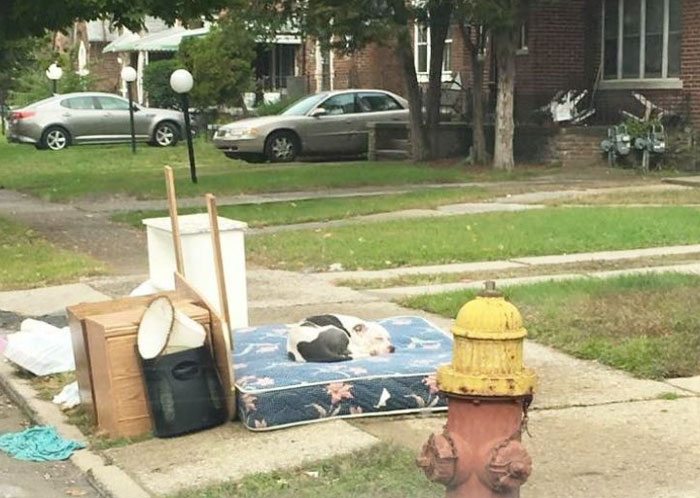 Dog Waits One Month For His Family To Return, After They Left Him Behind While Moving Out