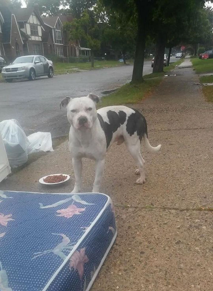 Dog Waits One Month For His Family To Return, After They Left Him Behind While Moving Out