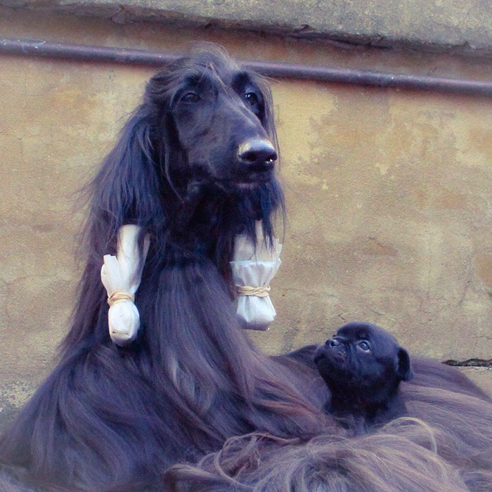 long-hair-afghan-hound-tea-03