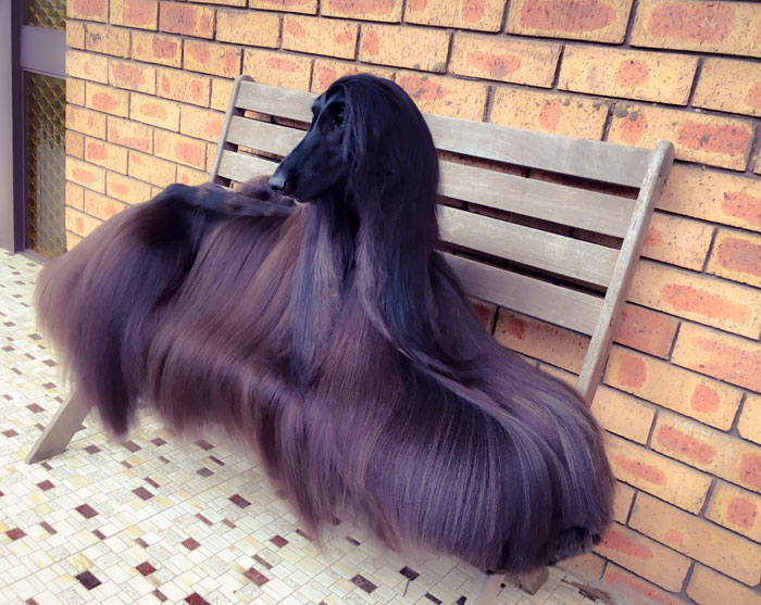 long-hair-afghan-hound-tea-5