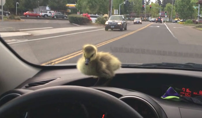 Man Who Rescued A Gosling From Drowning 2 Years Ago, Can’t Get Rid Of Her Because She Won’t Leave Him