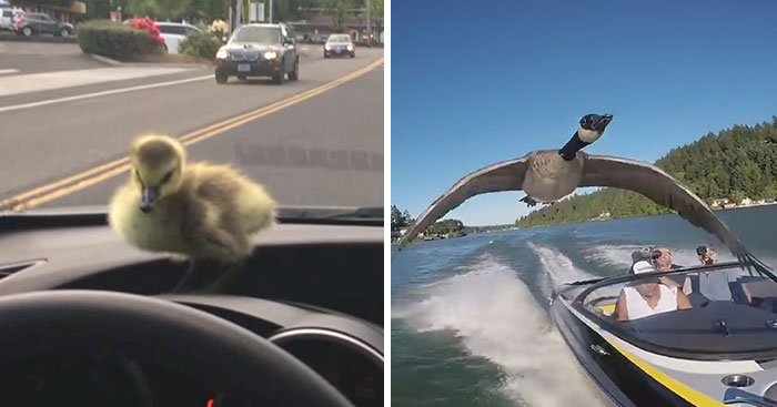 Man Who Rescued A Gosling From Drowning 2 Years Ago, Can’t Get Rid Of Her Because She Won’t Leave Him