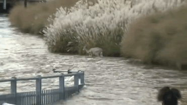 man-saves-deer-floodwaters-iowa-9