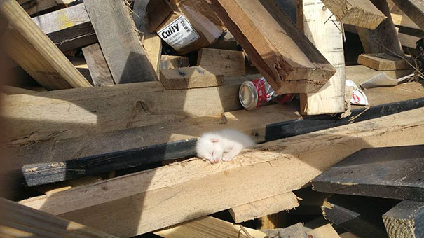 man-saves-kittens-wood-dumpster-4