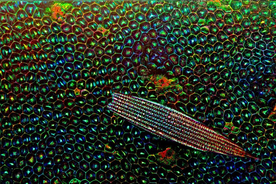 Forewing (Elytron) Of A Tiger Beetle