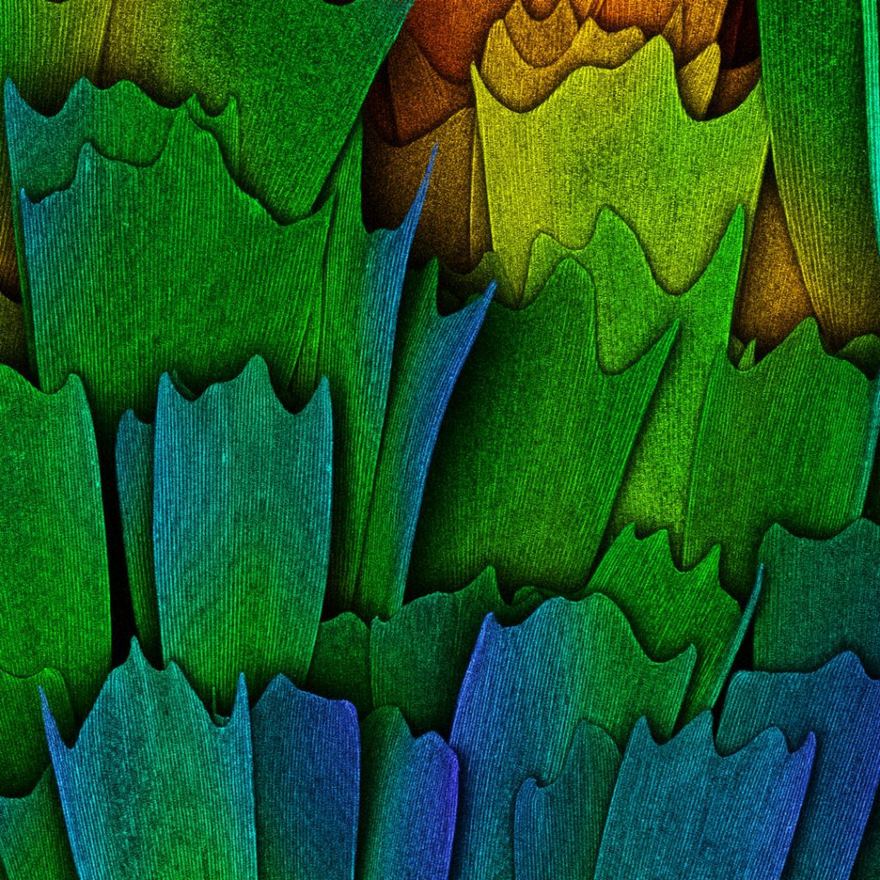 Scales Of A Butterfly Wing